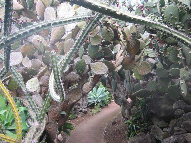 Culture d'aloès et agaves Sainte-Marie