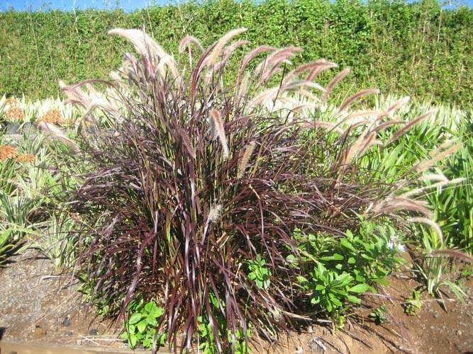 Producteur de plantes pour parterres Sainte-Marie
