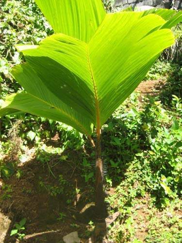 Culture et vente de palmiers tropicaux Sainte-Marie