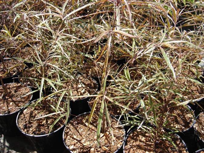 Pépinière biodiversité locale Sainte-Marie