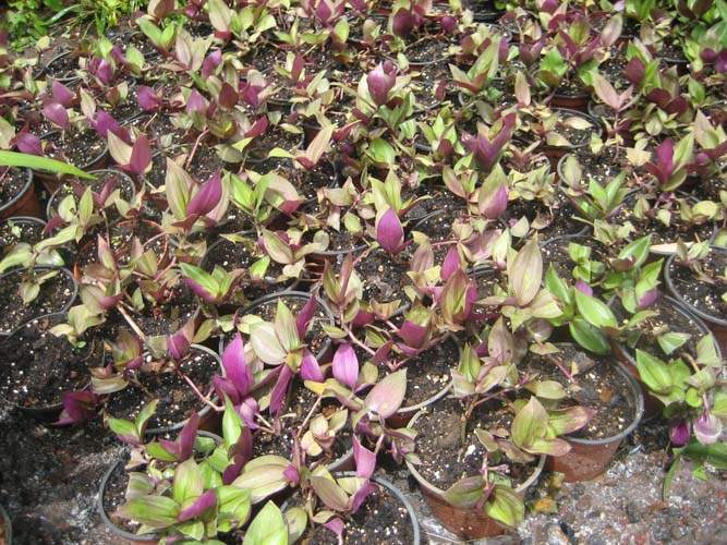 Production de plantes vivaces et annuelles Sainte-Marie