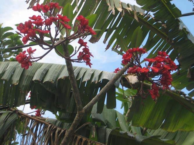 Jardinerie et horticulture Sainte-Marie