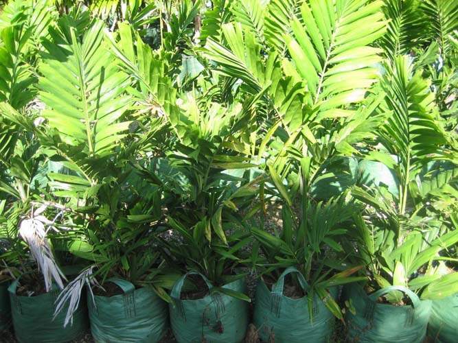 Pépinière spécialisée en Arecaceae Sainte-Marie