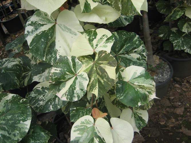 Producteur de végétaux Sainte-Marie