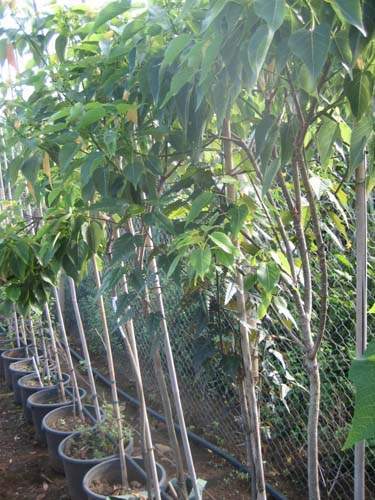 Pépinière pour la restauration écologique Sainte-Marie