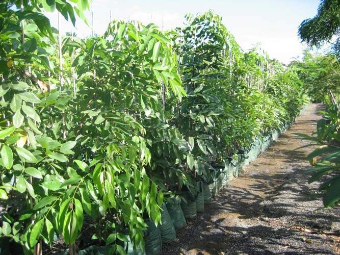 Vente de plantes et arbres Sainte-Marie