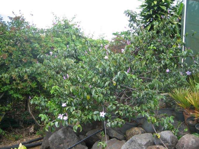 Pépinière spécialisée en lianes Sainte-Marie