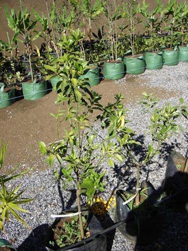 Culture de jeunes plants Sainte-Marie