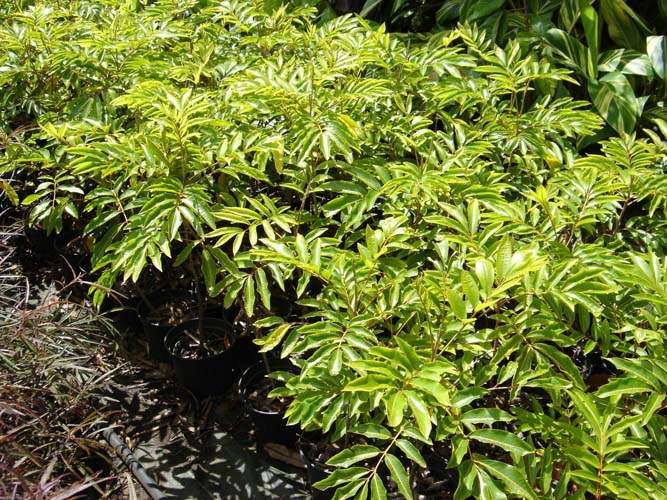 Spécialiste des plantes du terroir Sainte-Marie