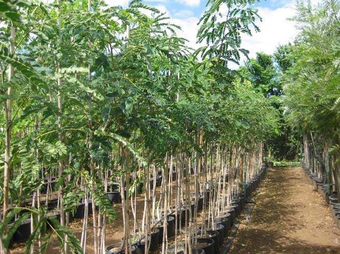 Fournisseur d'arbustes d'ornement Sainte-Marie