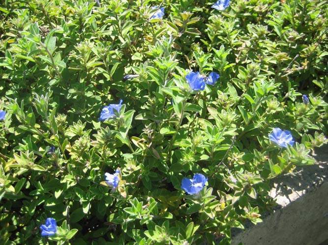 Vente de plantes de massif et de bordure Sainte-Marie