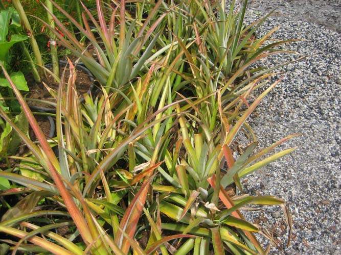 Culture de plantes non ligneuses Sainte-Marie