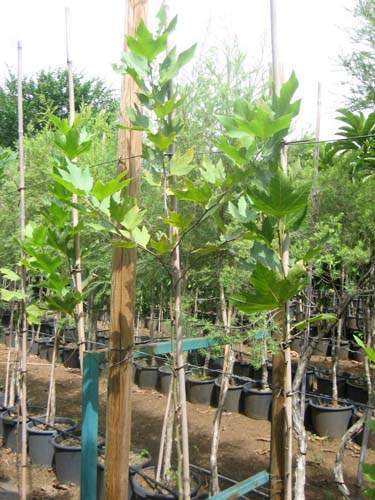 Centre de production horticole Sainte-Marie